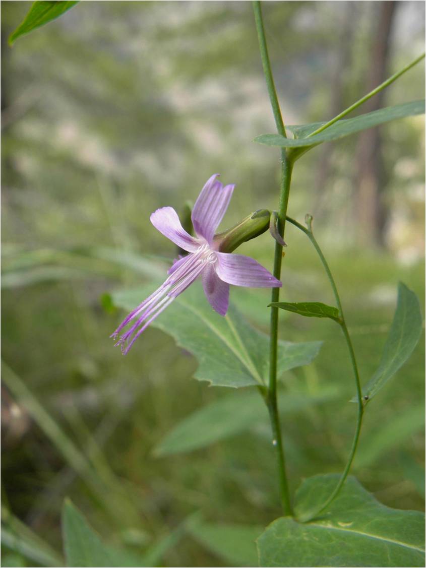 Val Varrone - Prenanthes purpurea